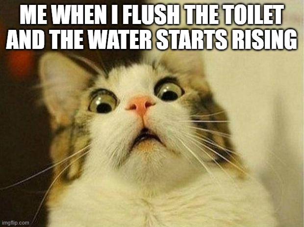 Scared Cat | ME WHEN I FLUSH THE TOILET AND THE WATER STARTS RISING | image tagged in memes,scared cat | made w/ Imgflip meme maker
