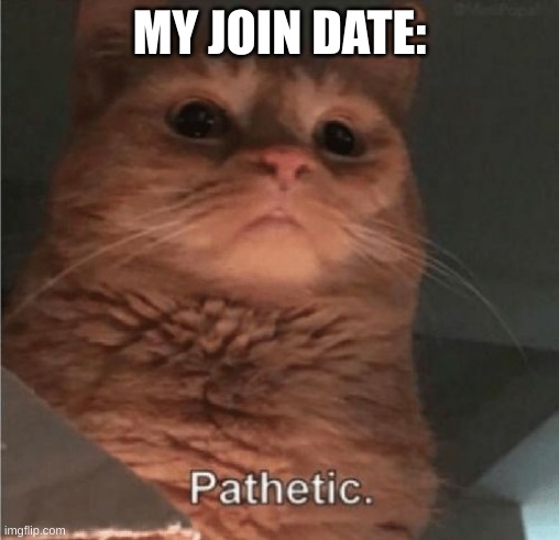 Pathetic Cat | MY JOIN DATE: | image tagged in pathetic cat | made w/ Imgflip meme maker