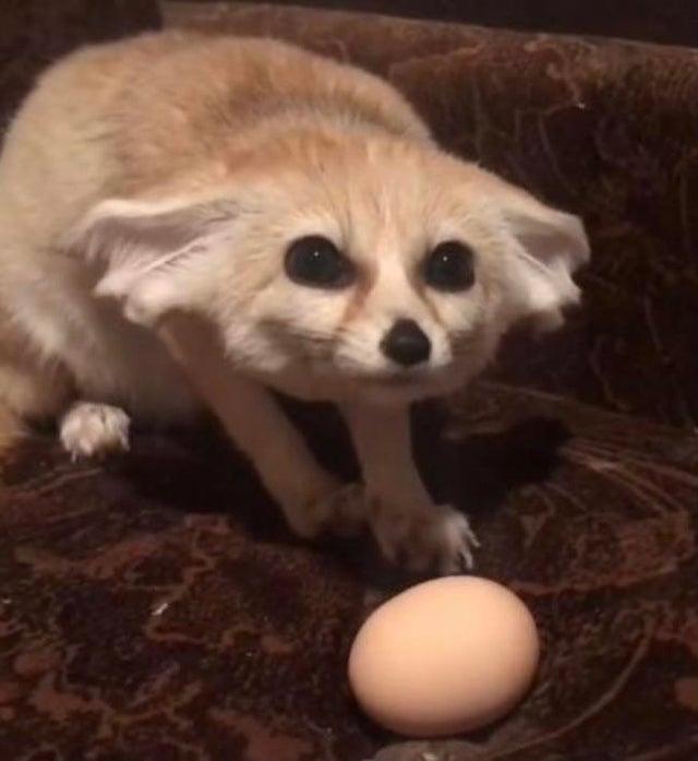 High Quality Fennec With Egg Blank Meme Template