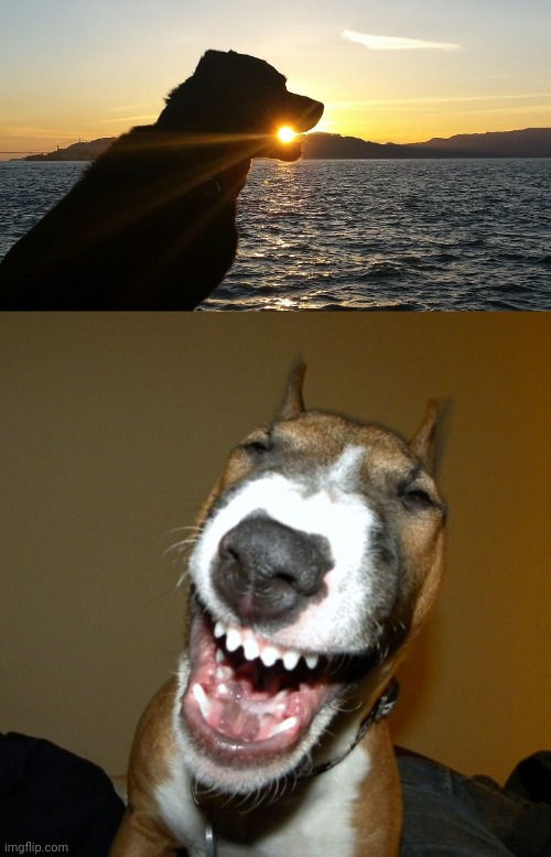 Dog eating the sun | image tagged in laughing dog,dogs,dog,sun,memes,optical illusion | made w/ Imgflip meme maker