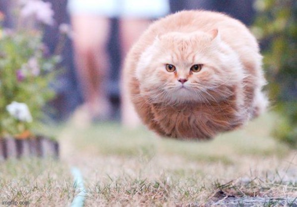 Hover Cat | image tagged in hover cat | made w/ Imgflip meme maker