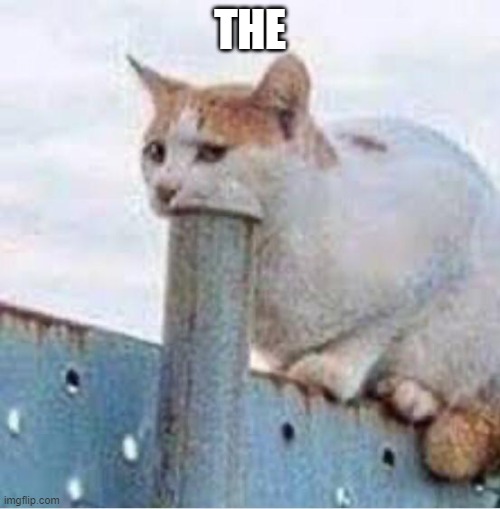 cat suck | THE | image tagged in cat suck | made w/ Imgflip meme maker