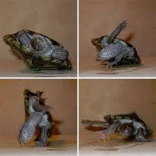 Turtle breack dance Blank Meme Template