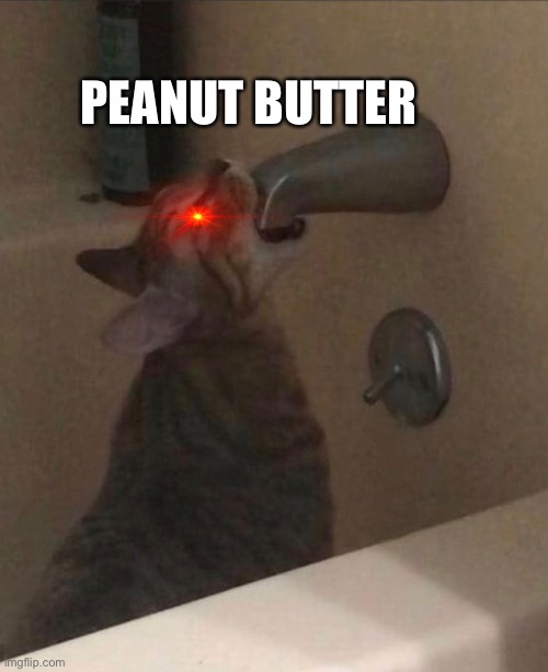 Peanut butter cat | PEANUT BUTTER | image tagged in cats,funny cats,funny cat memes,gen z humor,stupid,random | made w/ Imgflip meme maker
