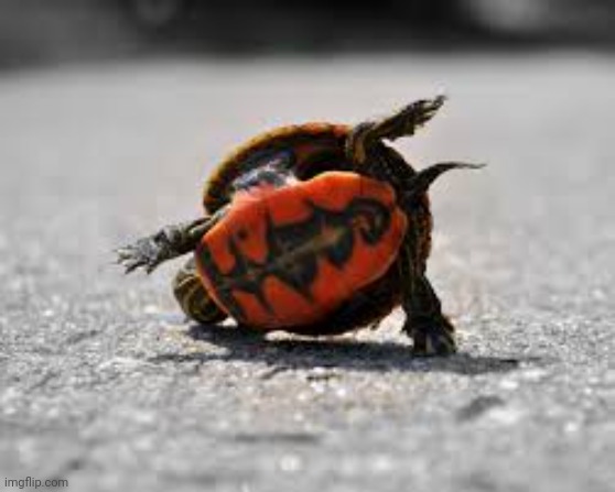 Turtle breack dance 2 | image tagged in turtle breack dance 2 | made w/ Imgflip meme maker