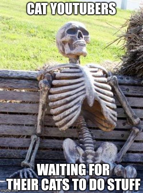 Yup | CAT YOUTUBERS; WAITING FOR THEIR CATS TO DO STUFF | image tagged in memes,waiting skeleton | made w/ Imgflip meme maker