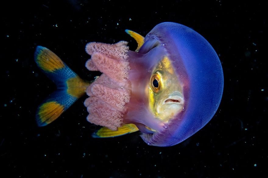 A Jellyfish eating a fish. Photo credit: Scott Tuason | image tagged in awesome,pics,photography | made w/ Imgflip meme maker