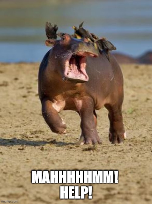 Hep! | MAHHHHHMM! 
HELP! | image tagged in hippo | made w/ Imgflip meme maker