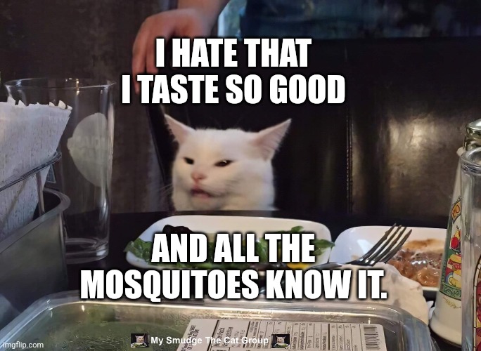 I HATE THAT I TASTE SO GOOD; AND ALL THE MOSQUITOES KNOW IT. | image tagged in smudge the cat | made w/ Imgflip meme maker