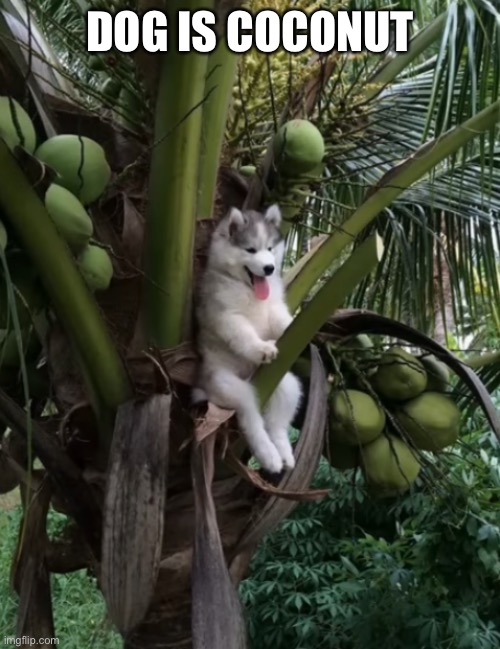 And for y’all who are dirty minded | DOG IS COCONUT | made w/ Imgflip meme maker