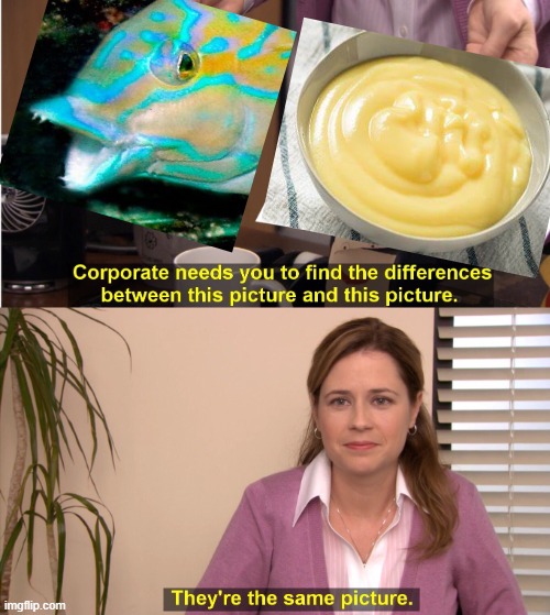 Puddingwife wrasses be like | image tagged in memes,they're the same picture,wild green memes,fish,pudding,wrasse | made w/ Imgflip meme maker