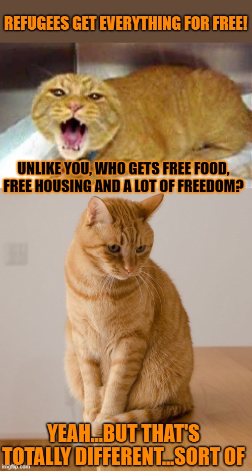 This #lolcat wonders why people don't want others to get things for free | REFUGEES GET EVERYTHING FOR FREE! UNLIKE YOU, WHO GETS FREE FOOD, FREE HOUSING AND A LOT OF FREEDOM? YEAH...BUT THAT'S TOTALLY DIFFERENT...SORT OF | image tagged in lolcat,think about it,refugees,hypocrite | made w/ Imgflip meme maker