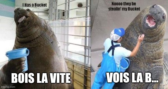Walrus bucket | VOIS LA B... BOIS LA VITE | image tagged in walrus bucket | made w/ Imgflip meme maker