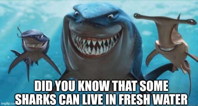 Finding Nemo Sharks | DID YOU KNOW THAT SOME SHARKS CAN LIVE IN FRESH WATER | image tagged in finding nemo sharks | made w/ Imgflip meme maker