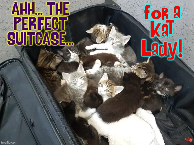 The More the Merrier —but Febreze™ may help |  AHH... THE
PERFECT
SUITCASE... for a
Kat
Lady! | image tagged in vince vance,cats,meow,i love cats,funny cat memes,crazy cat lady | made w/ Imgflip meme maker
