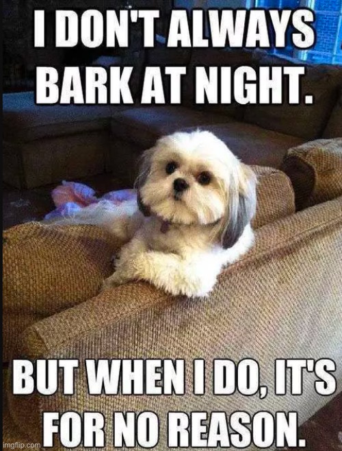 I don’t always bark at night | image tagged in dogs,funny memes,animals | made w/ Imgflip meme maker