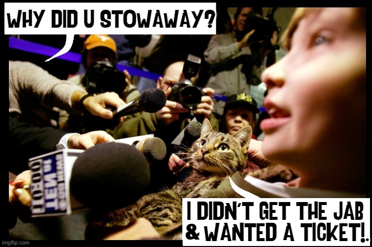 The Flying Feline who Pilfered his Flight |  WHY DID U STOWAWAY? I DIDN'T GET THE JAB 
    WANTED A TICKET!. & | image tagged in vince vance,cats,stowaway,flight,funny cat memes,meow | made w/ Imgflip meme maker
