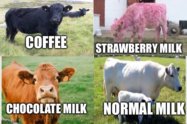 Wow you are reading the title | STRAWBERRY MILK; COFFEE; CHOCOLATE MILK; NORMAL MILK | image tagged in cow,milk flavor,cows,oh wow are you actually reading these tags | made w/ Imgflip meme maker