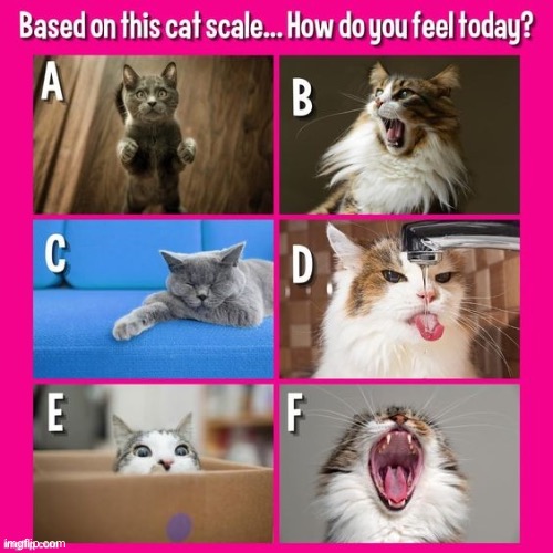 Cat scale (kitty: b) | made w/ Imgflip meme maker