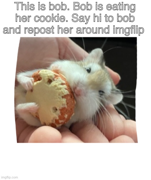 Hello bob. Yes this is the original one | This is bob. Bob is eating her cookie. Say hi to bob and repost her around imgflip | made w/ Imgflip meme maker