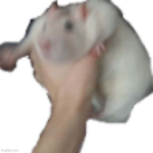 how i pick up my rabbit in a nutshell | image tagged in the he | made w/ Imgflip meme maker