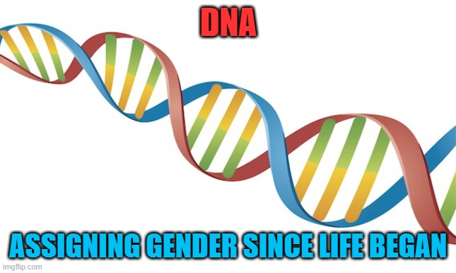 Stop blaming doctors for assigning gender. Language teachers assign gender, masculine, feminine, nueter and Democrat | DNA; ASSIGNING GENDER SINCE LIFE BEGAN | image tagged in dna strand | made w/ Imgflip meme maker