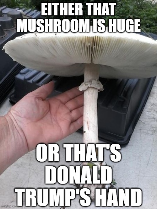 Tiny Hand or Huge Mushroom? | EITHER THAT MUSHROOM IS HUGE; OR THAT'S DONALD TRUMP'S HAND | image tagged in mushroomcloudy,donald trump | made w/ Imgflip meme maker