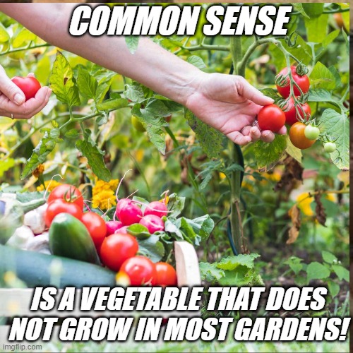 common sense | COMMON SENSE; IS A VEGETABLE THAT DOES NOT GROW IN MOST GARDENS! | image tagged in sense,funny memes | made w/ Imgflip meme maker