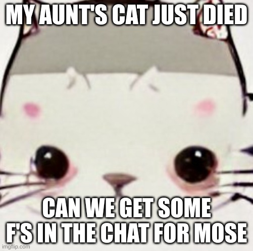 F | MY AUNT'S CAT JUST DIED; CAN WE GET SOME F'S IN THE CHAT FOR MOSE | image tagged in hoes zad | made w/ Imgflip meme maker