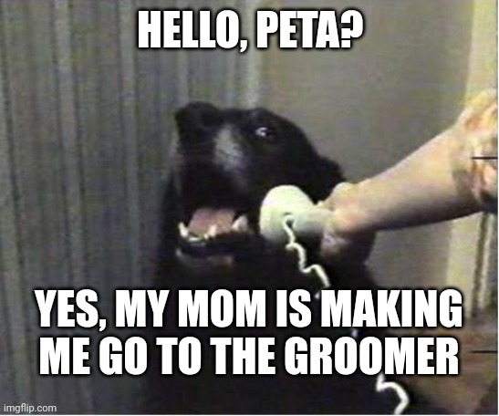 Peta | HELLO, PETA? YES, MY MOM IS MAKING ME GO TO THE GROOMER | image tagged in yes this is dog | made w/ Imgflip meme maker