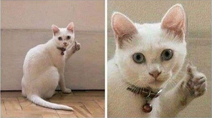 thumbs up cat Blank Meme Template