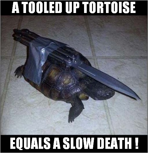 An Evil Reptile Approaches ! | A TOOLED UP TORTOISE; EQUALS A SLOW DEATH ! | image tagged in tortoise,knife,death,dark humour | made w/ Imgflip meme maker
