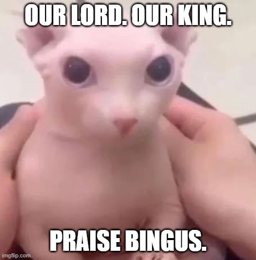 Bingus | OUR LORD. OUR KING. PRAISE BINGUS. | image tagged in bingus | made w/ Imgflip meme maker