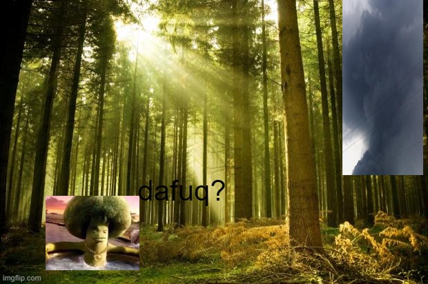 sunlit forest | dafuq? | image tagged in sunlit forest | made w/ Imgflip meme maker