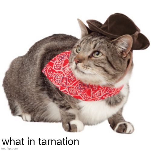 what in tarnation | what in tarnation | image tagged in what in tarnation | made w/ Imgflip meme maker