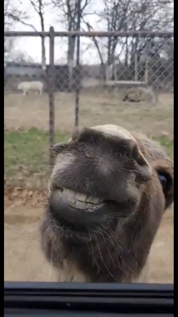 High Quality Silly Donkey Blank Meme Template