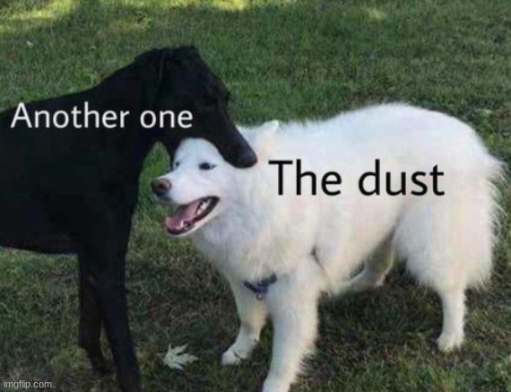 HAHAHAHA | image tagged in dogs,another one bites the dust,lmao,memes | made w/ Imgflip meme maker