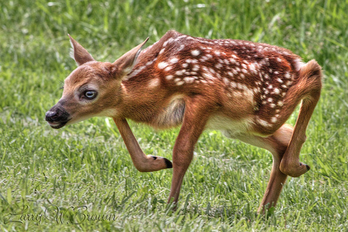 Silly Walk Deer Blank Meme Template