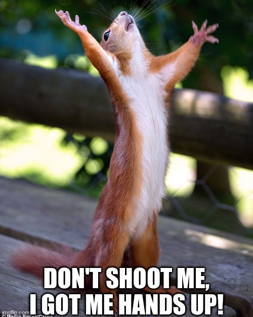 Squirrel with hands in air | DON'T SHOOT ME, I GOT ME HANDS UP! | image tagged in squirrel with hands in air | made w/ Imgflip meme maker