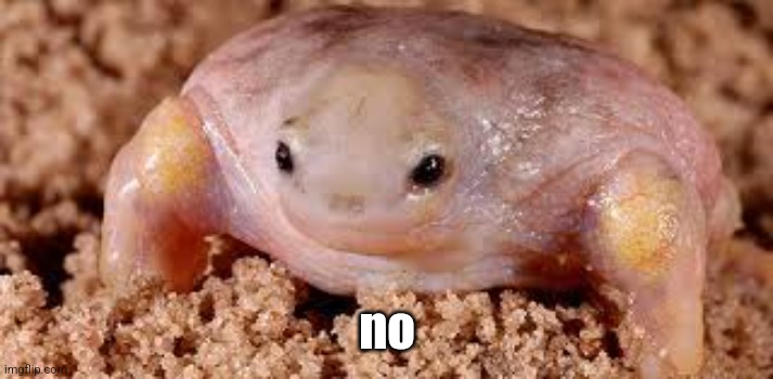 Phrog | no | image tagged in funny,funny animals,frog,animals,animal,cute animals | made w/ Imgflip meme maker