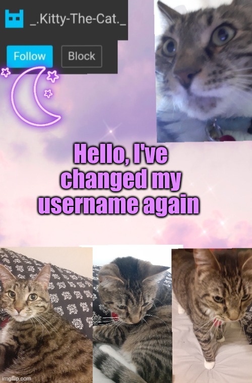 Kitty's Announcement Template | Hello, I've changed my username again | image tagged in kitty's announcement template | made w/ Imgflip meme maker