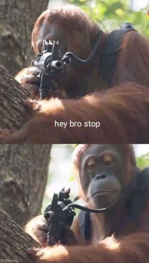 Orangutan hey bro stop | image tagged in orangutan hey bro stop | made w/ Imgflip meme maker