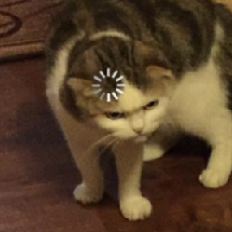 High Quality Confused cat Blank Meme Template