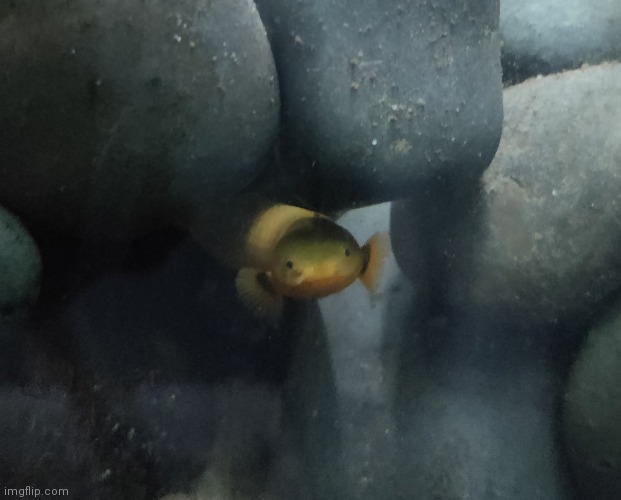Photogenic fish | made w/ Imgflip meme maker