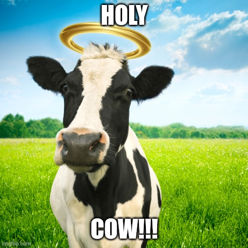 Holy Cow | HOLY COW!!! | image tagged in holy cow | made w/ Imgflip meme maker