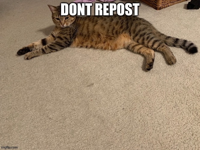 dont repost | DONT REPOST | made w/ Imgflip meme maker