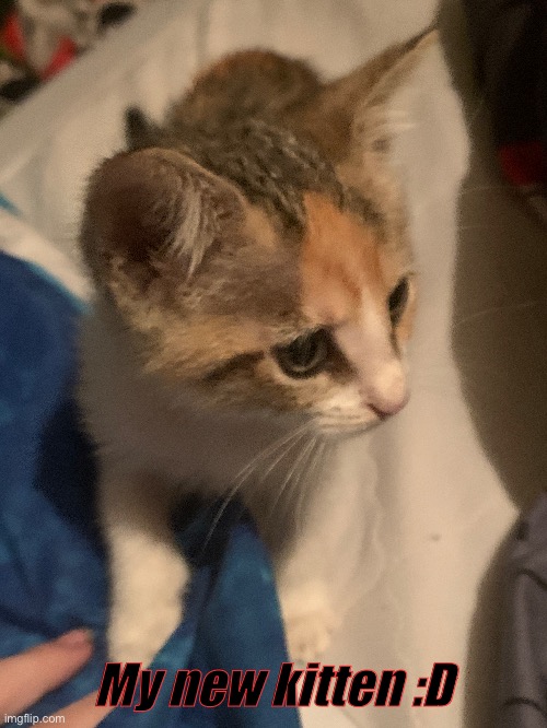 My new kitten :D | made w/ Imgflip meme maker