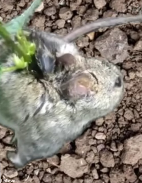 furry bulbasaur | made w/ Imgflip meme maker