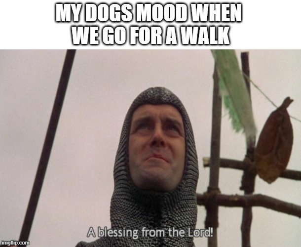 walk dog |  MY DOGS MOOD WHEN 
WE GO FOR A WALK | image tagged in a blessing from the lord,dog,dog memes,monty python,lord | made w/ Imgflip meme maker