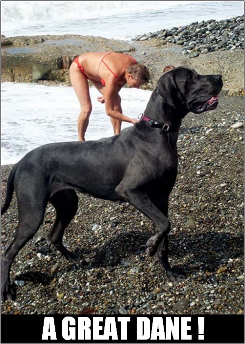 Now That's What I Call | A GREAT DANE ! | image tagged in dogs,great dane,optical illusion | made w/ Imgflip meme maker